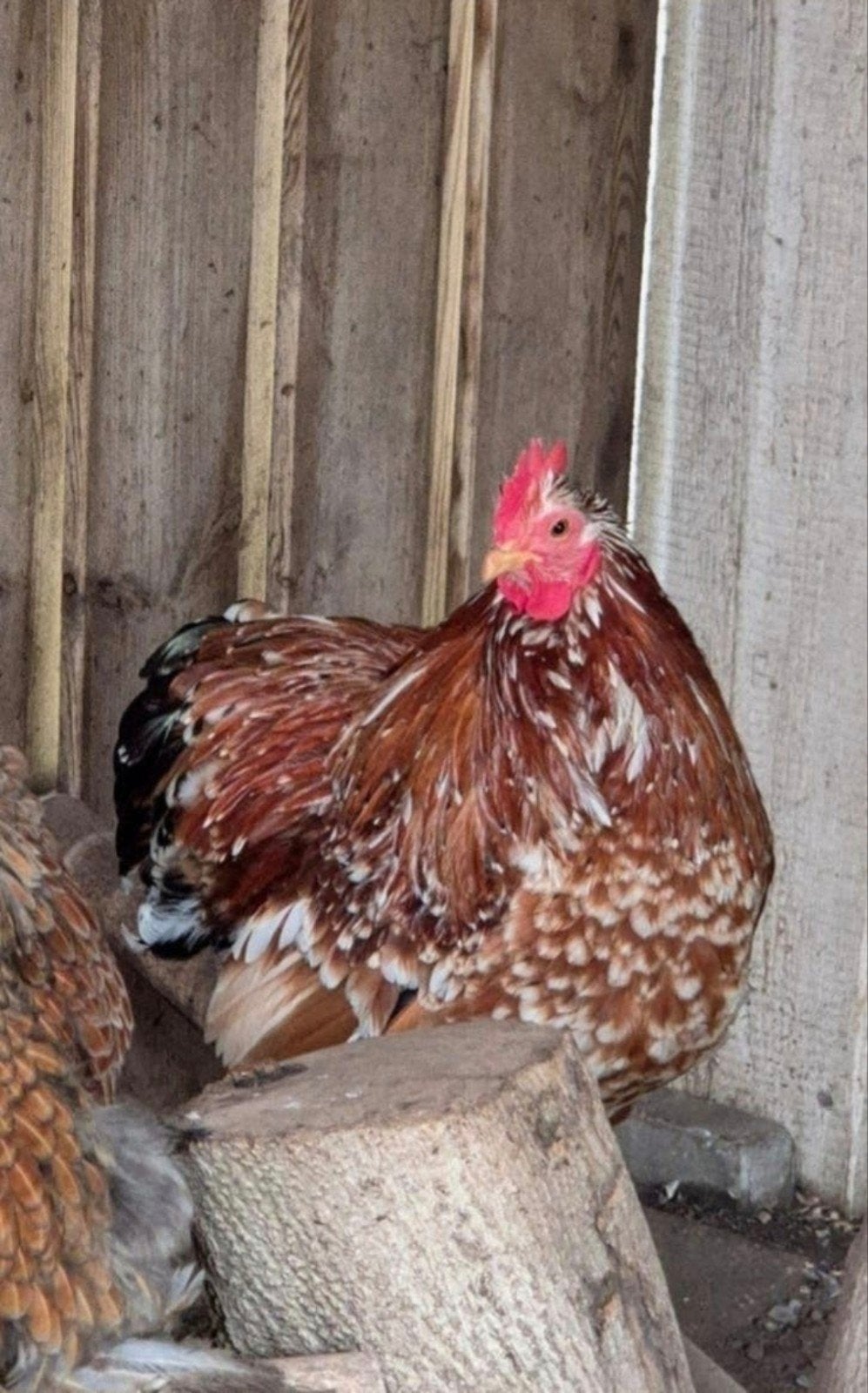 Mooi gekleurd porselein jong cochin, Dieren en Toebehoren, Mannelijk, Kip