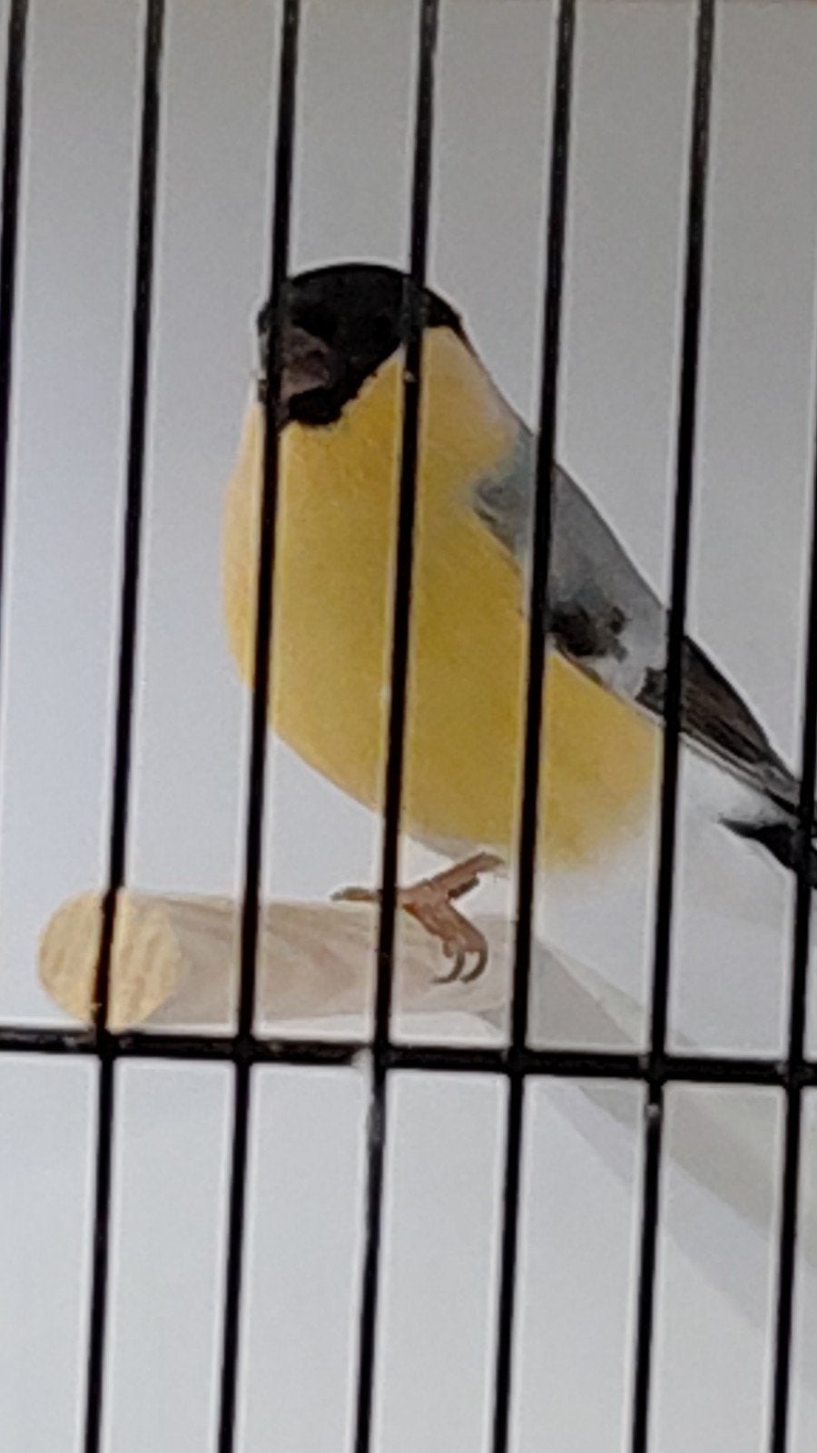 Noorse goudvinken, Dieren en Toebehoren, Mannelijk, Wildzangvogel
