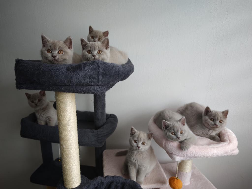 Brits Britse korthaar kittens, Meerdere dieren, Ontwormd