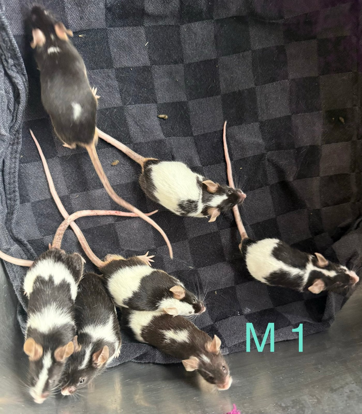 Lieve tamme Mannetjes kleurmuizen., Muis, Mannelijk, Januari, Tam