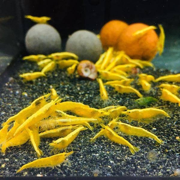 Aanbieding: Yellow Fire Neon Backstripe High Grade garnalen, Kreeft, Krab of Garnaal, Zoetwatervis, Schoolvis