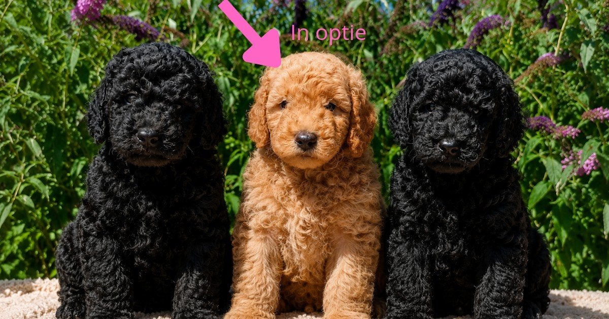 2/9 prachtige Labradoodles zoeken gouden mandje, Dieren en Toebehoren, HCC (leverziekte), Overige rassen, 8 tot 15 weken, Meerdere