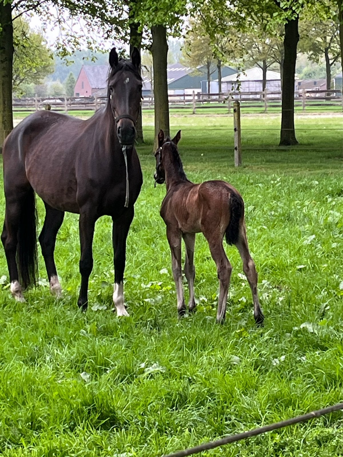 6 jarige knappe fokmerrie te koop., Dieren en Toebehoren, Merrie, Met stamboom, Dressuurpaard, 3 tot 6 jaar