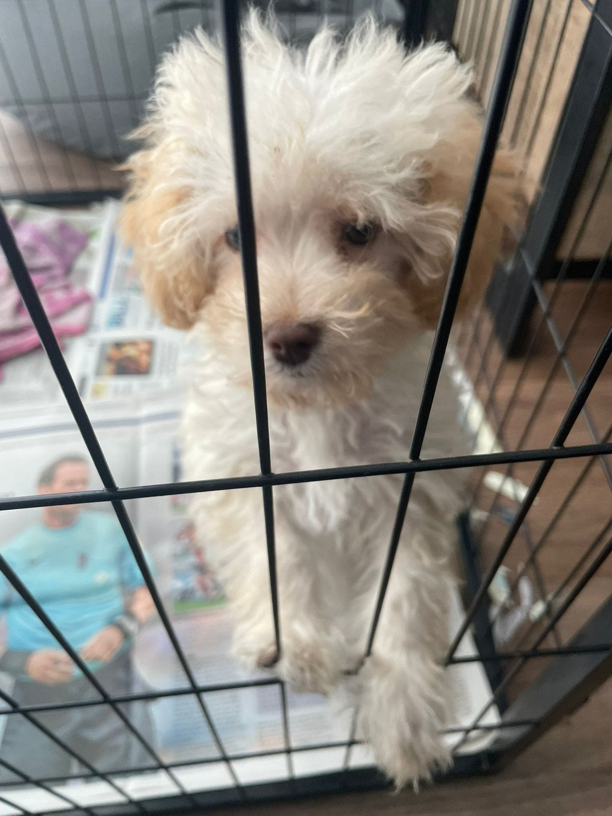 Maltipoo pup, Parvo, Overige rassen, 8 tot 15 weken, Teef