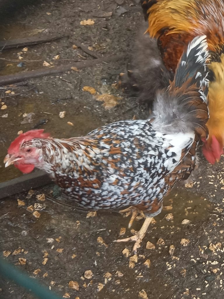 Leghorn hen proselein kleur / duizendkleur, Dieren en Toebehoren, Pluimvee, Vrouwelijk, Kip