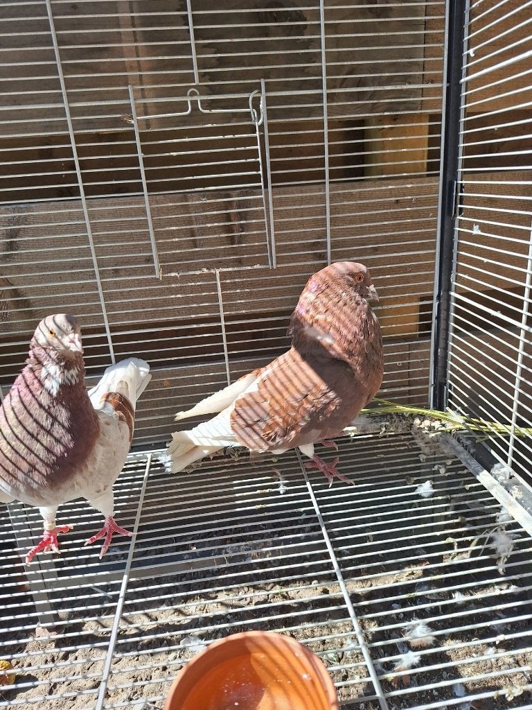 duiven, Dieren en Toebehoren, Vogels | Duiven, Meerdere dieren, Overige soorten