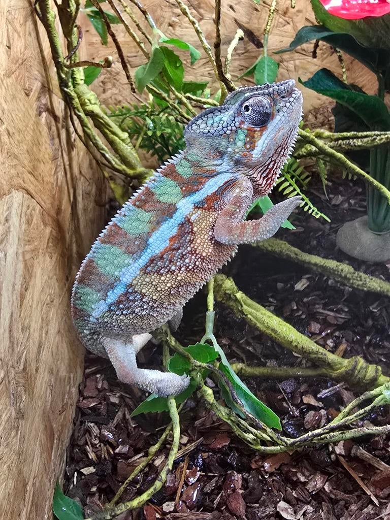 Prachtige furcifer pardalis prachtig van kleur!Nakweek 2025 Chameleon - unknown for sale from Lost Treasures