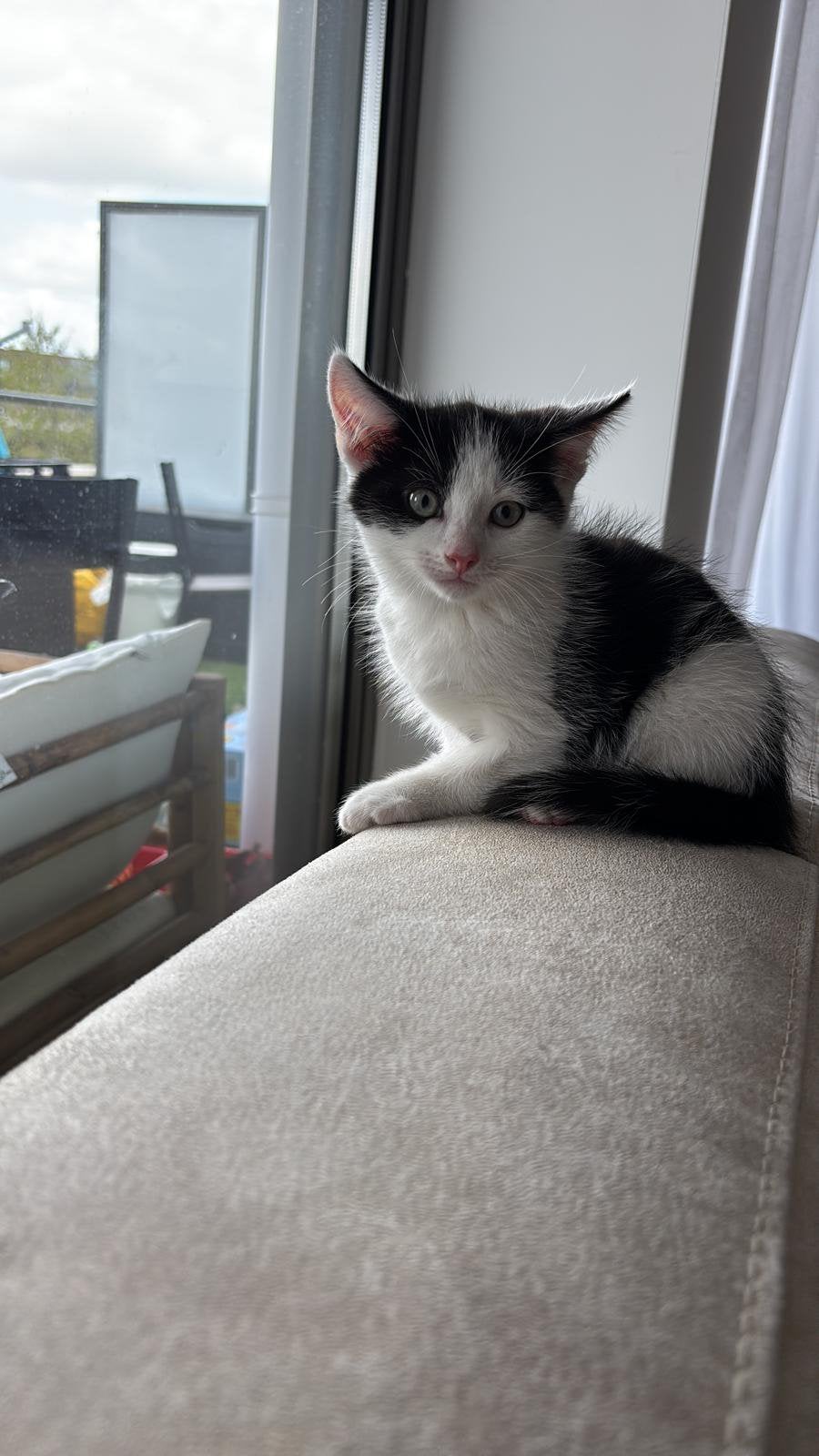 Lief zwart-wit kitten – geboren 16 mei – gezond & zindelijk, Dieren en Toebehoren, Katten en Kittens | Overige Katten, Kater, Kortharig