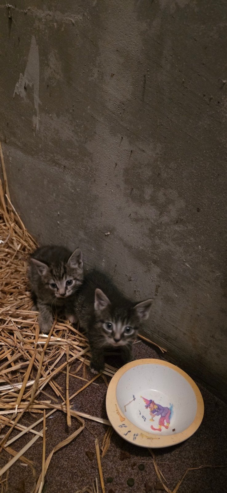 kittens
