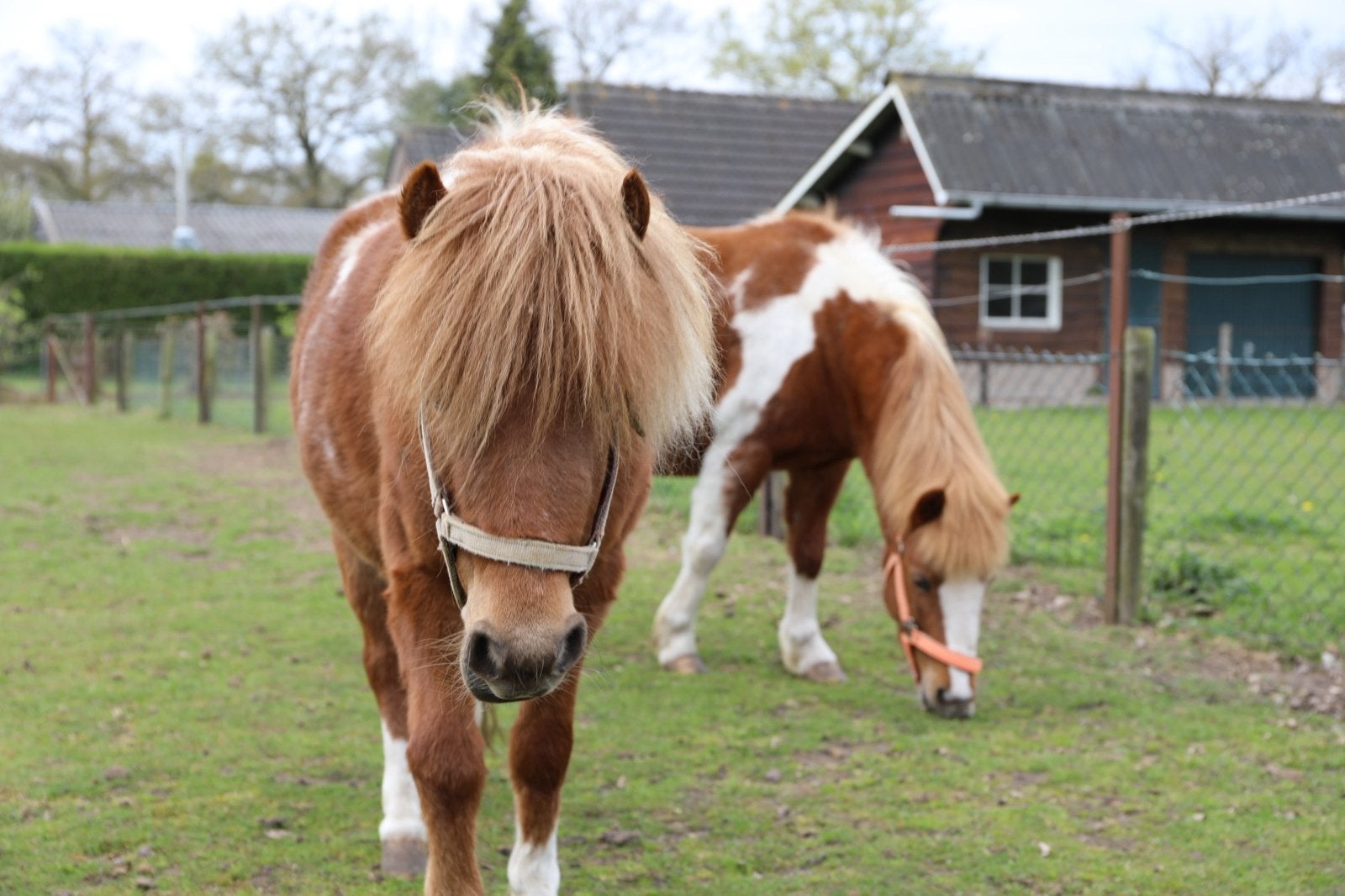 Verzorger/Oppas gezocht voor paarden en andere dieren (16+), Verzorging of Verzorgpony's
