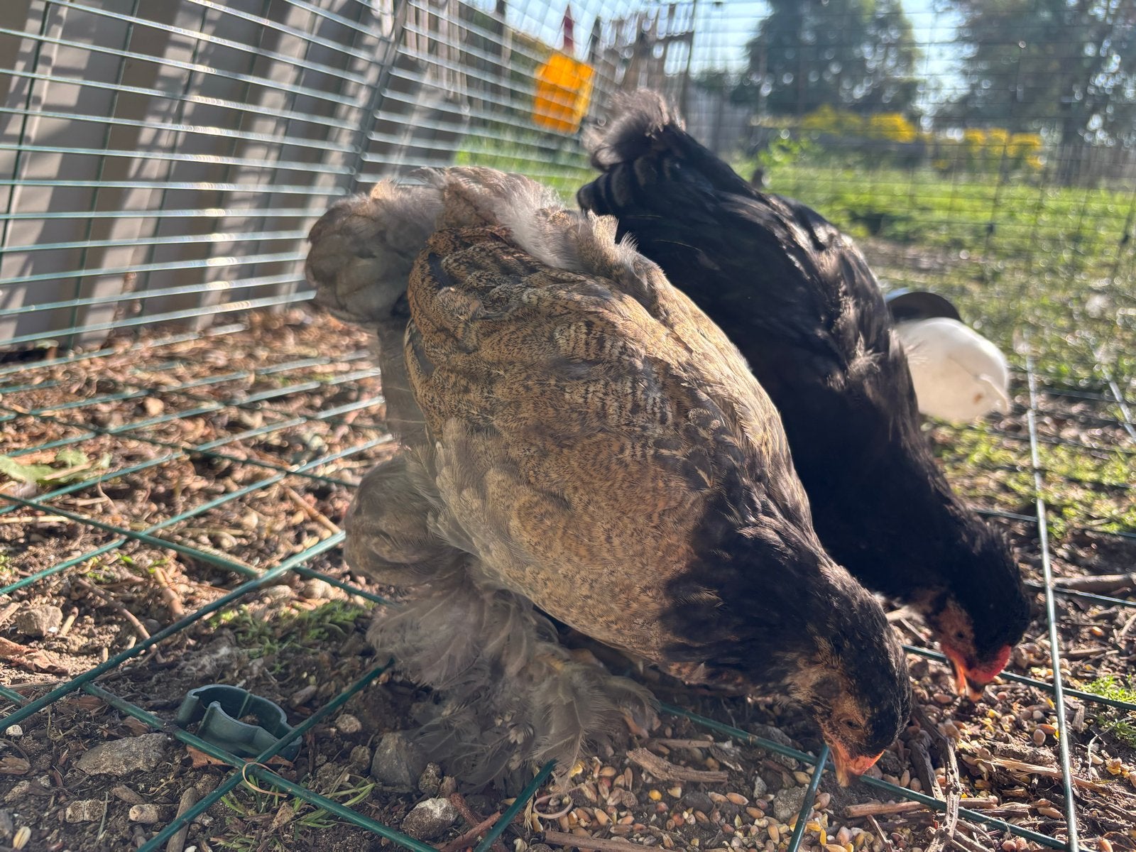 Groot ras brahma kuikens, hen en haan, Dieren en Toebehoren, Meerdere dieren, Kip