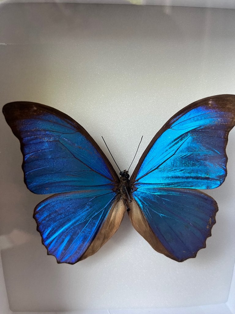Prachtige Blauwe Morpho didius vlinder (ingewijd), Ophalen, Gebruikt, Insect, Opgezet dier
