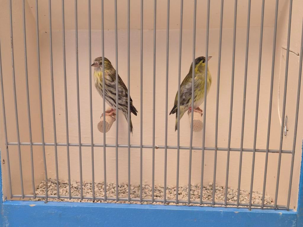 koppel Europese Sijzen, Dieren en Toebehoren, Meerdere dieren, Wildzangvogel