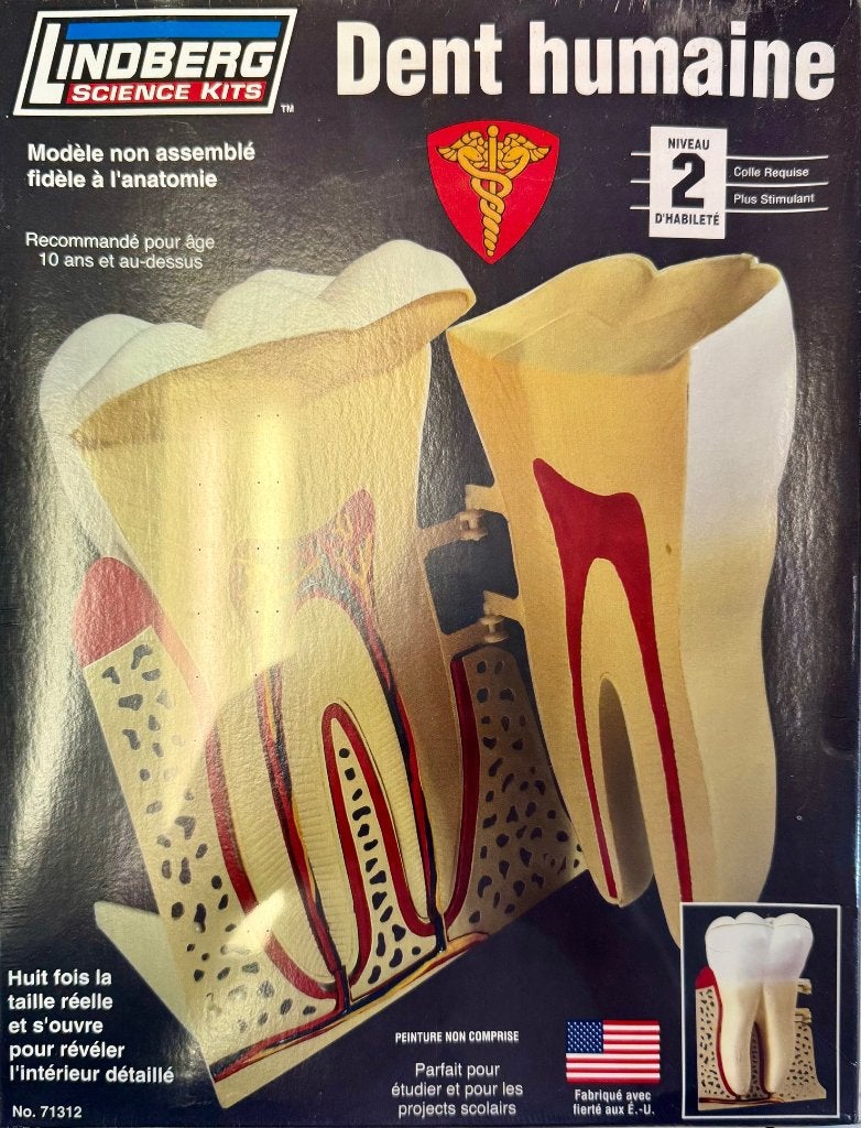 Coelianmodels, Lindbergh, Menselijke Kies doorsnede, € 19,99, Ophalen of Verzenden, Nieuw, Groter dan 1:32