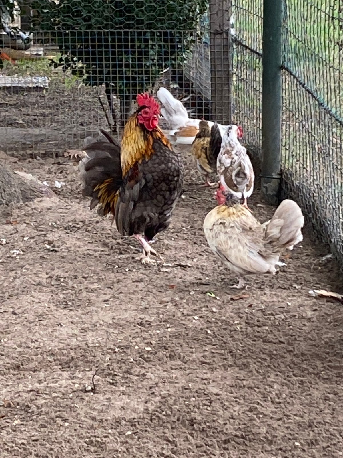 Sierkippen, Dieren en Toebehoren, Kip