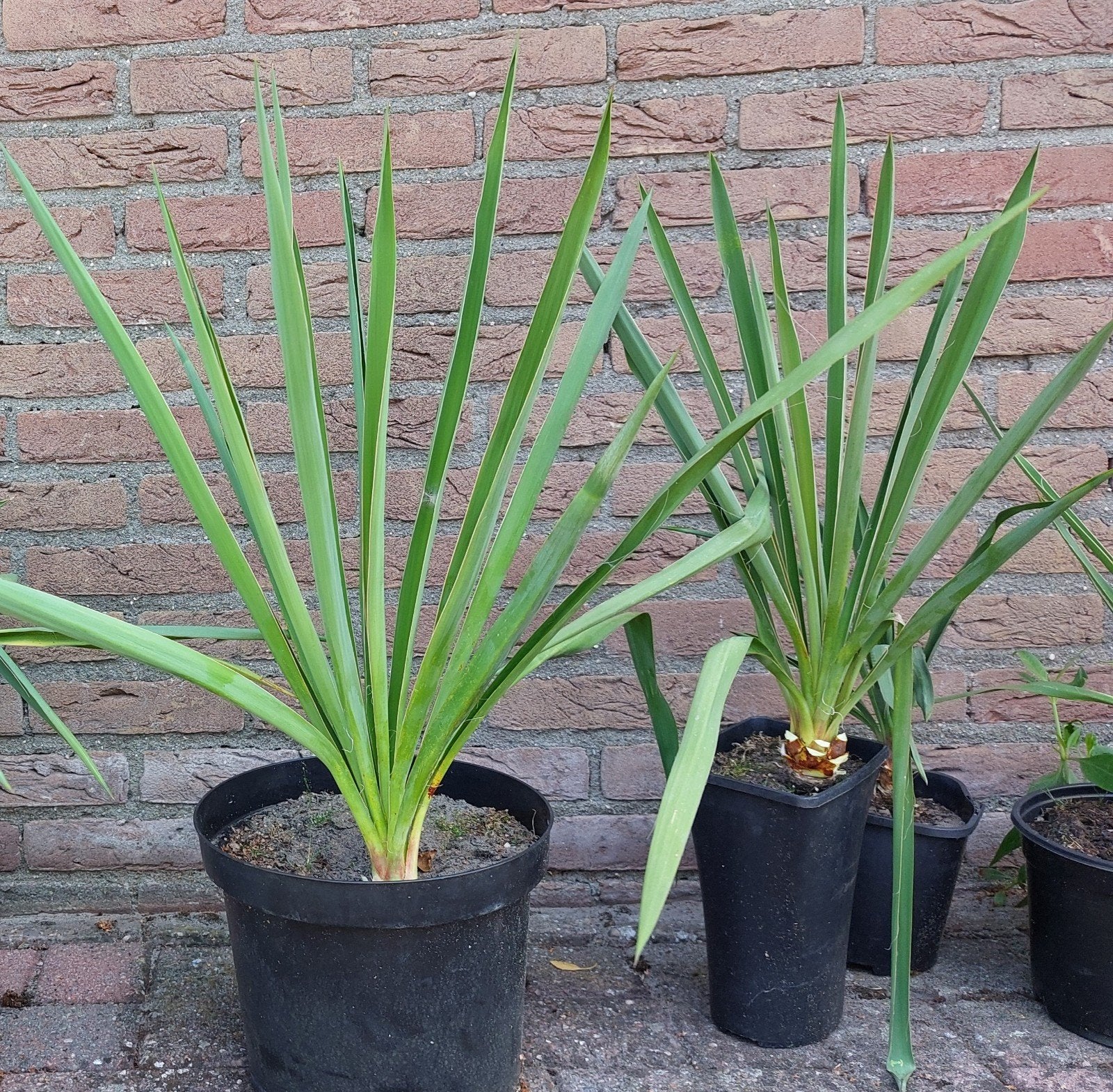 Yucca Filamentosa Palmlelie, Ophalen, Overige soorten, Volle zon