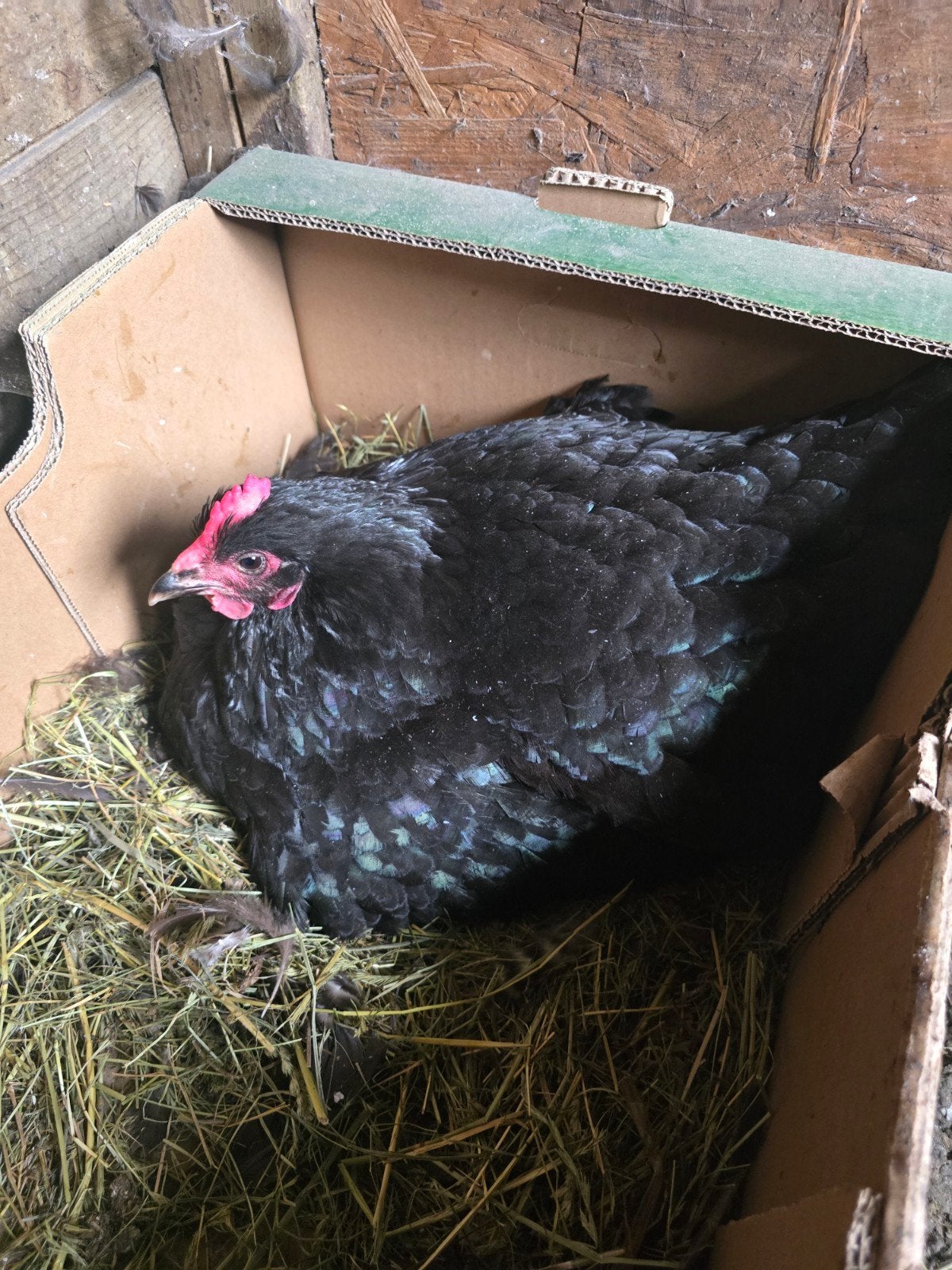 Jersey Giant op eieren, Dieren en Toebehoren, Pluimvee, Geslacht onbekend, Kip