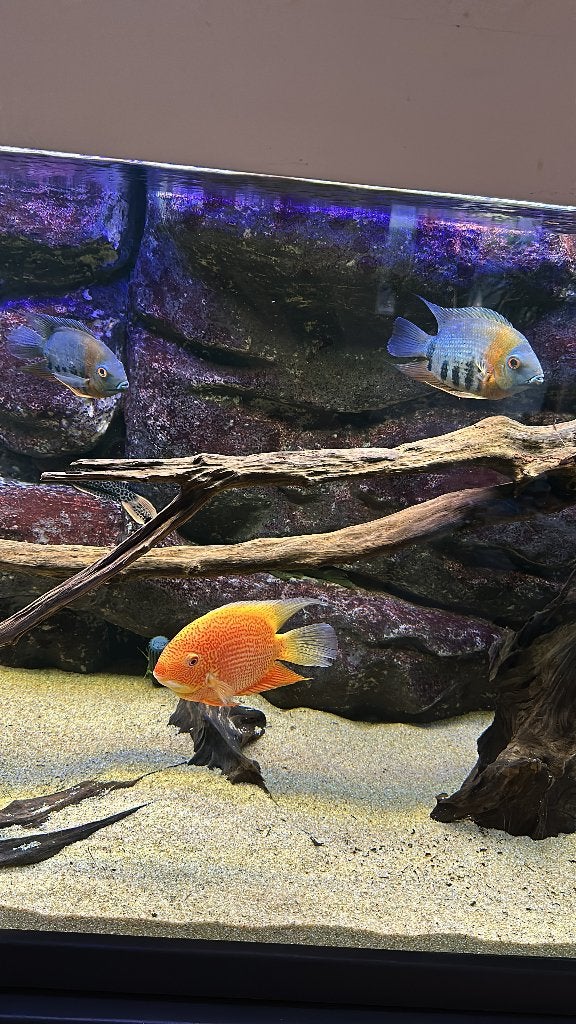 Heros severum, Vis, Zoetwatervis