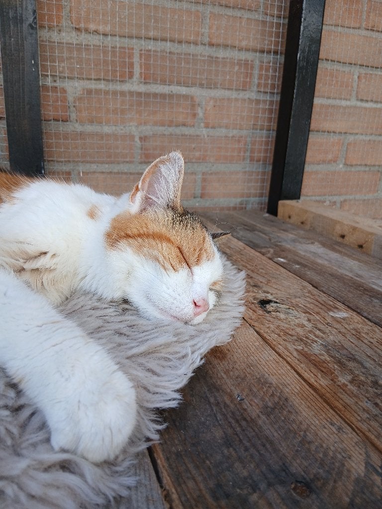 Poes zoekt goude mandje, Poes, Kortharig, 6 jaar of ouder