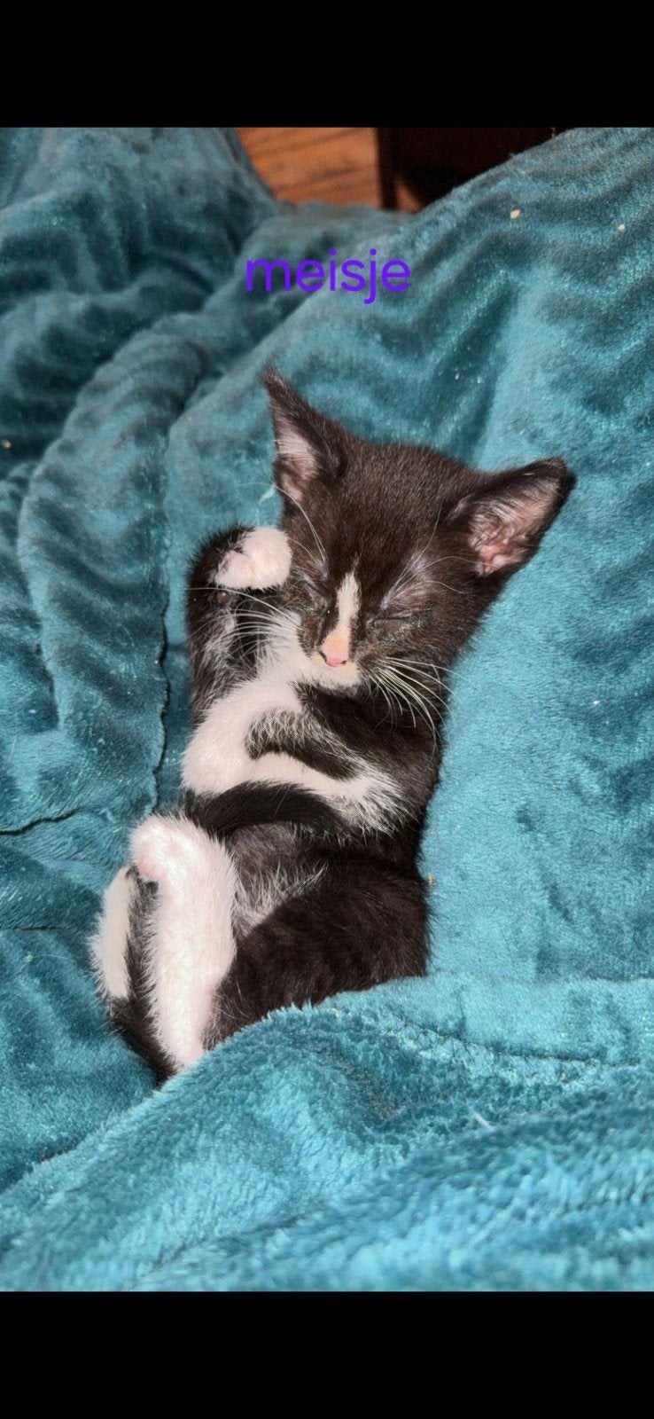 kittens, Dieren en Toebehoren, Meerdere dieren, Kortharig, 0 tot 2 jaar