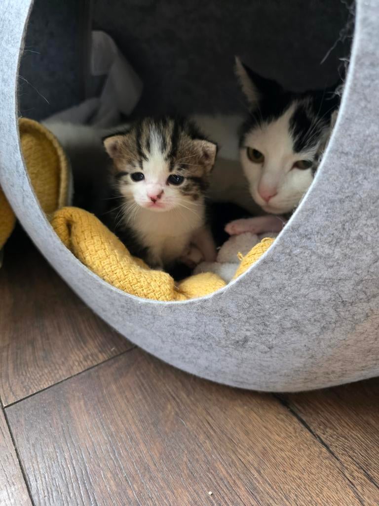 Lieve huiskittens., Dieren en Toebehoren, Katten en Kittens | Overige Katten, Meerdere dieren, Kortharig, 0 tot 2 jaar