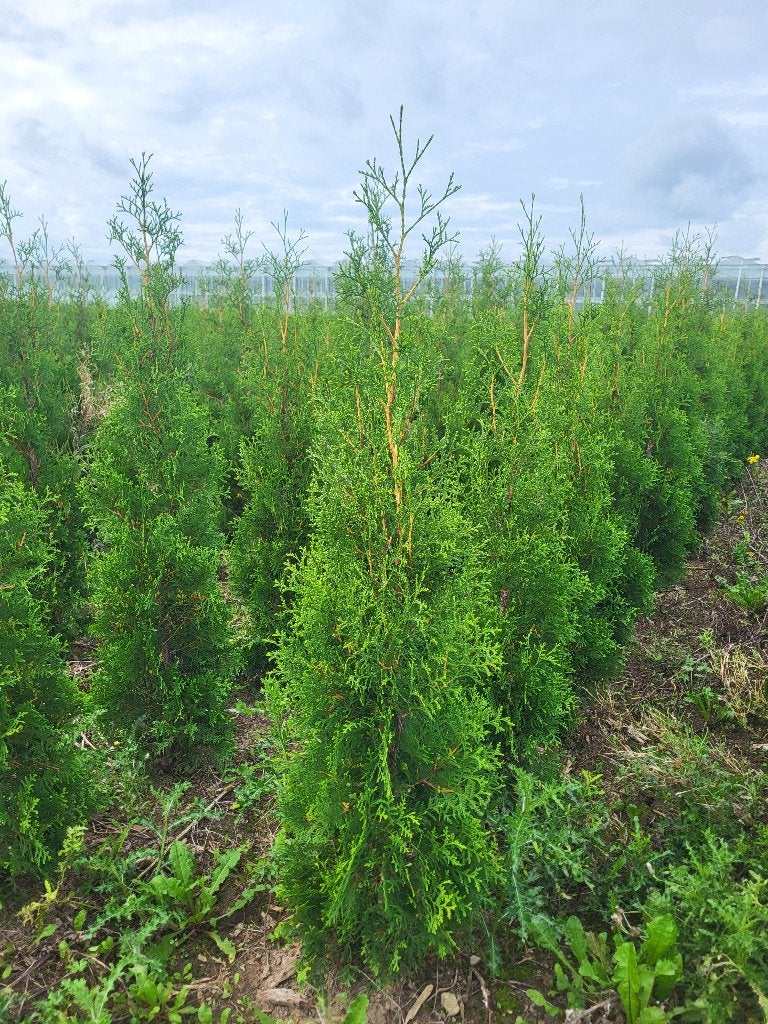 Thuja occ. King of Brabant diverse maten (haagconifeer), Ophalen, Conifeer, Haag, 100 tot 250 cm