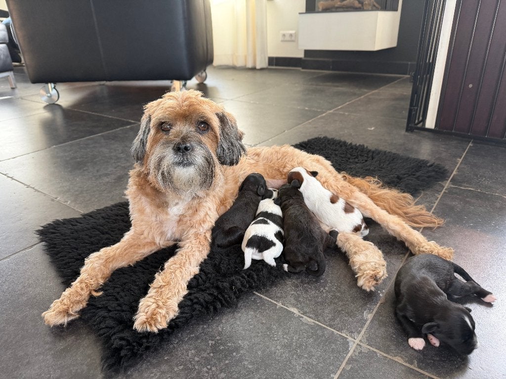 Prachtige Mini Doodle pups – Royal Dutch Doodle, Overige rassen, 8 tot 15 weken, CDV (hondenziekte), Meerdere