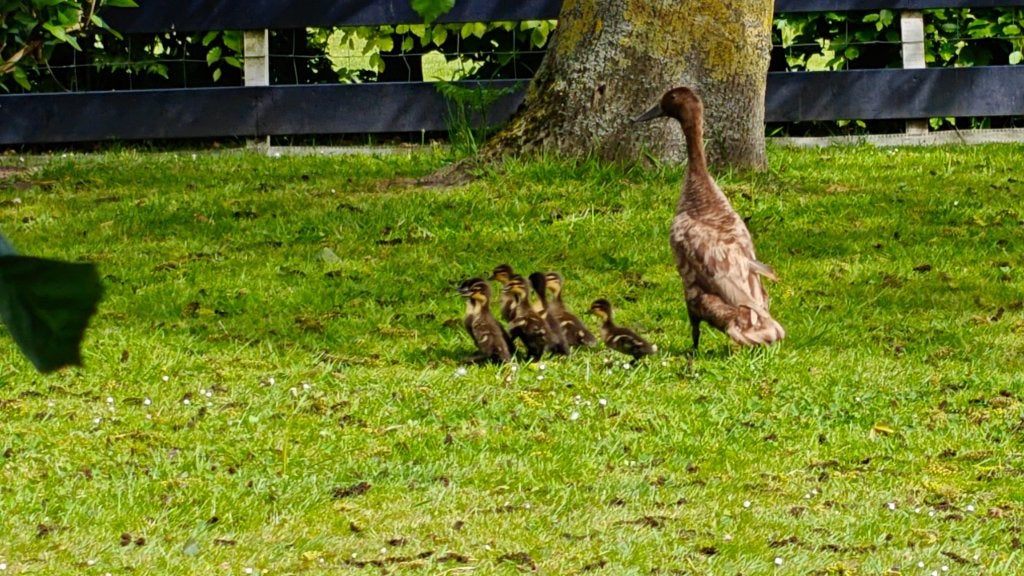 Schattige pulletjes van kruising Loopeend en wilde eend, Meerdere dieren, Eend