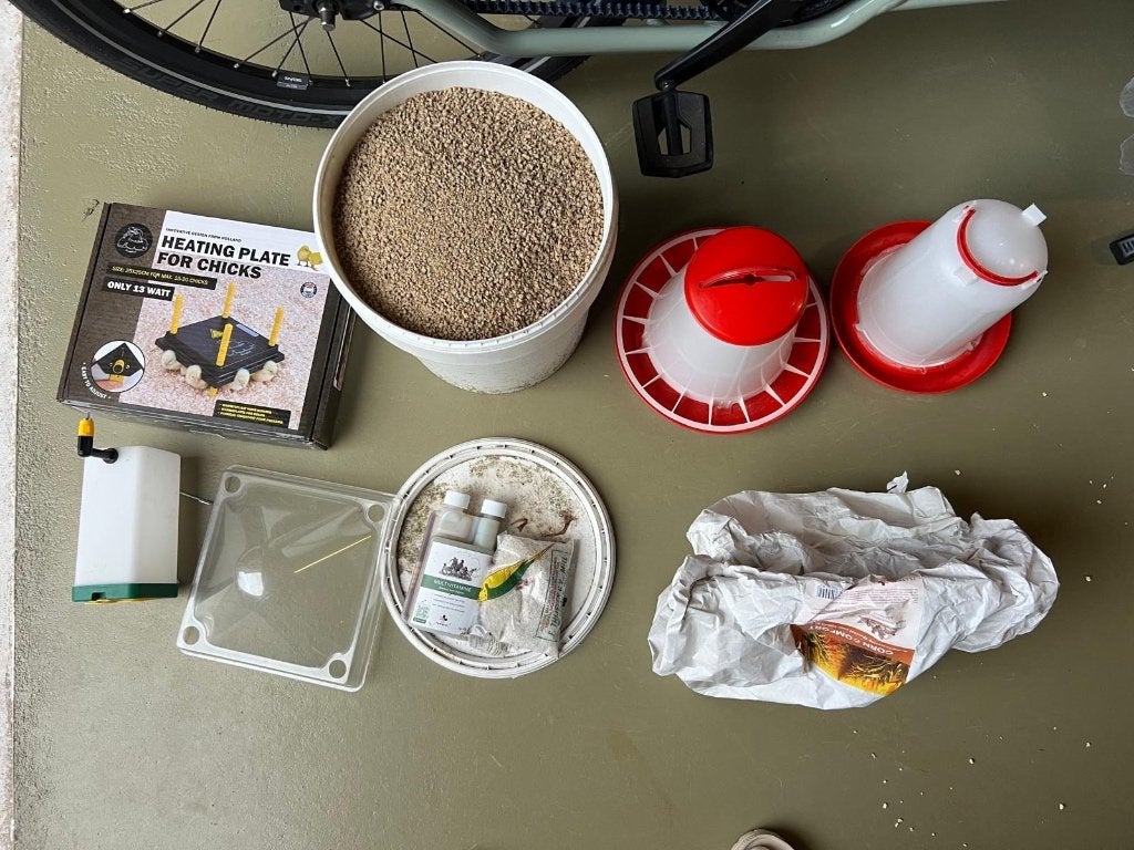 Kuiken startpakket, Meerdere dieren, Kip
