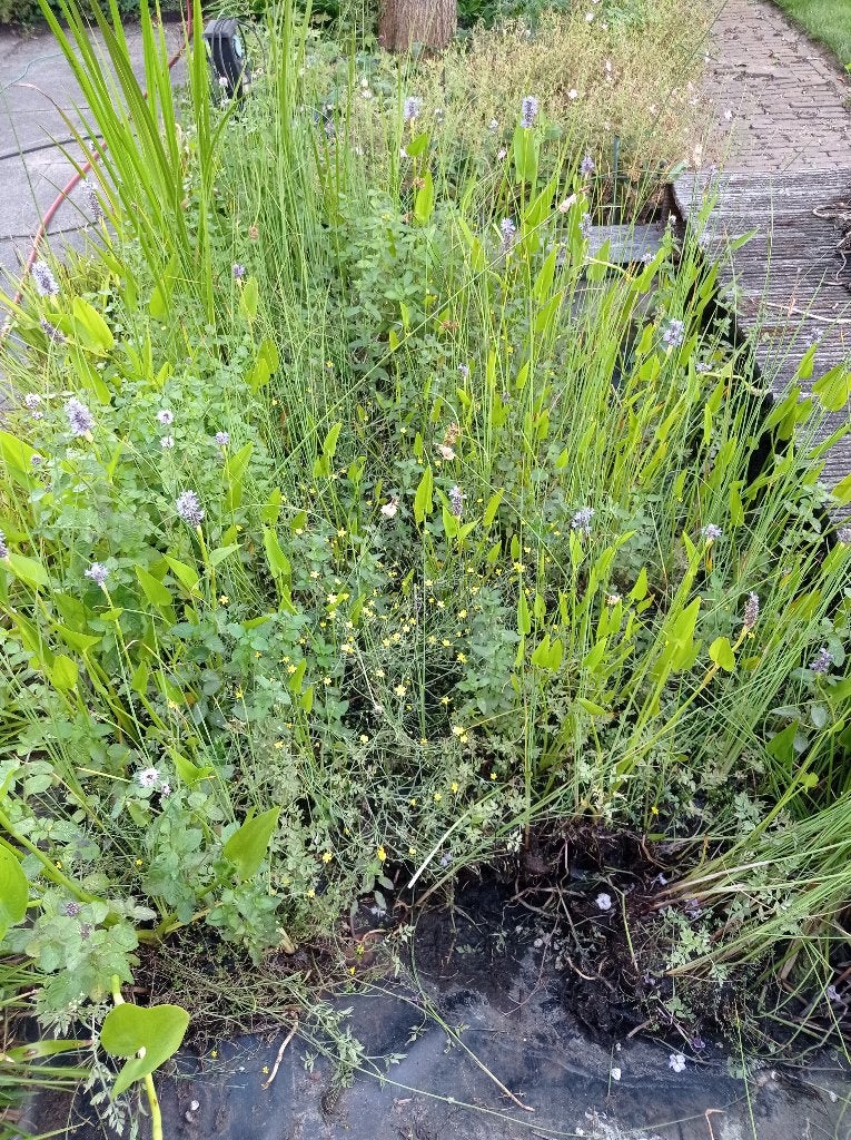Vijverplanten, gratis afhalen, Tuin en Terras, Ophalen, Gebruikt, Overige typen