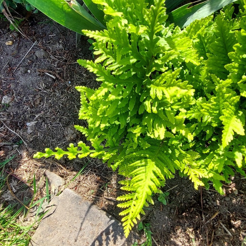Varens van verschillende soorten, waaronder bodembedekkende, Tuin en Terras, Planten | Tuinplanten, Ophalen, Vaste plant, Varens