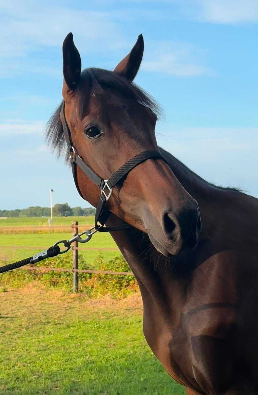 Veelbelovende 2,5 jarige ruin van Barton VDL x Rocky Lee!, Dieren en Toebehoren, Paarden, Ruin, Niet van toepassing, Dressuurpaard