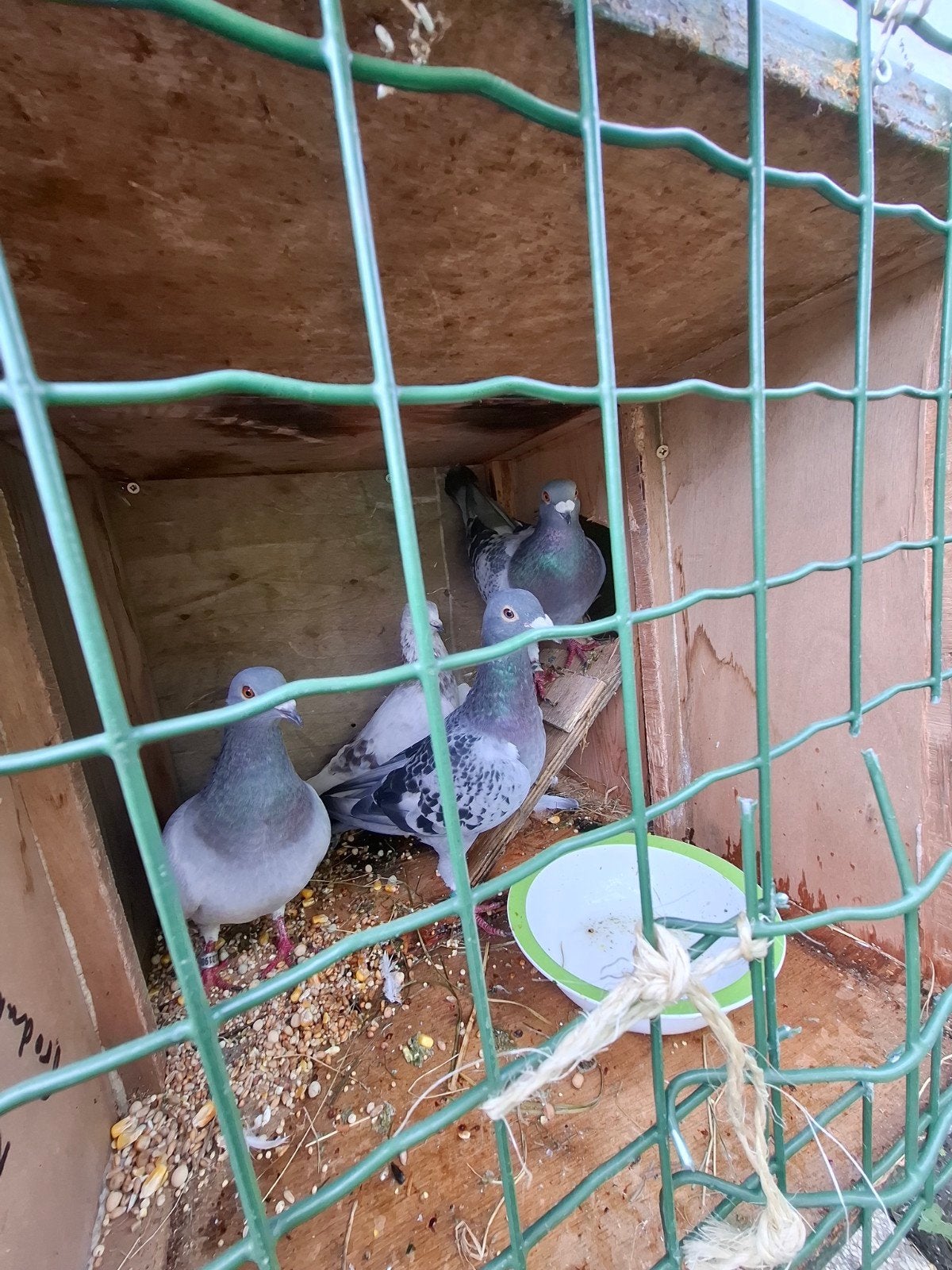 duiven, Dieren en Toebehoren, Meerdere dieren, Overige soorten