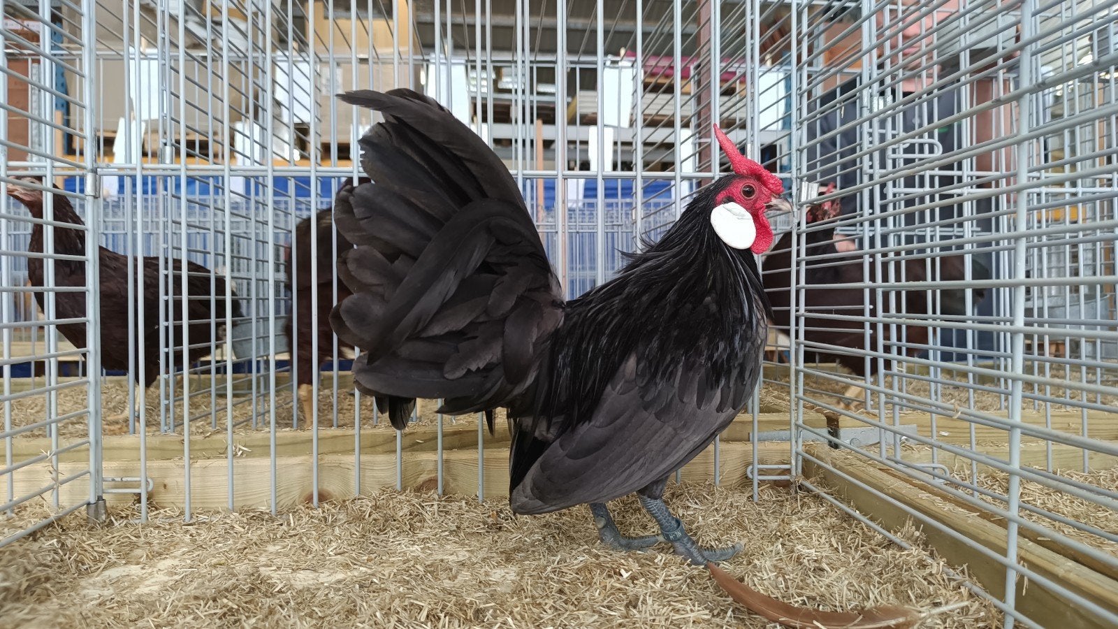 Trio Java kriel blauwe gezond kriel kippen, Dieren en Toebehoren, Meerdere dieren, Kip