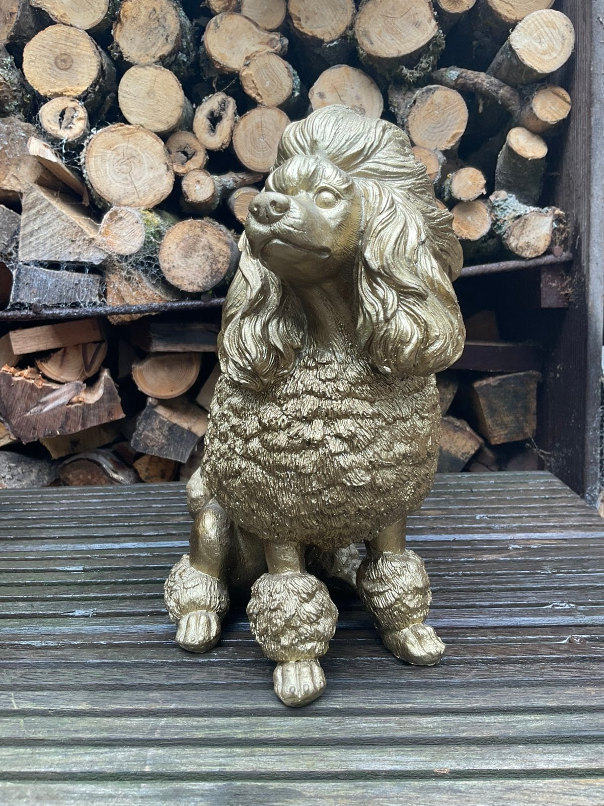 Poedel  hond, Ophalen of Verzenden, Zo goed als nieuw, Dier