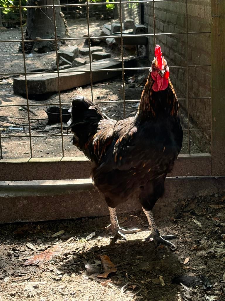 Haan barnevelder jersey gaint, Dieren en Toebehoren, Mannelijk, Kip