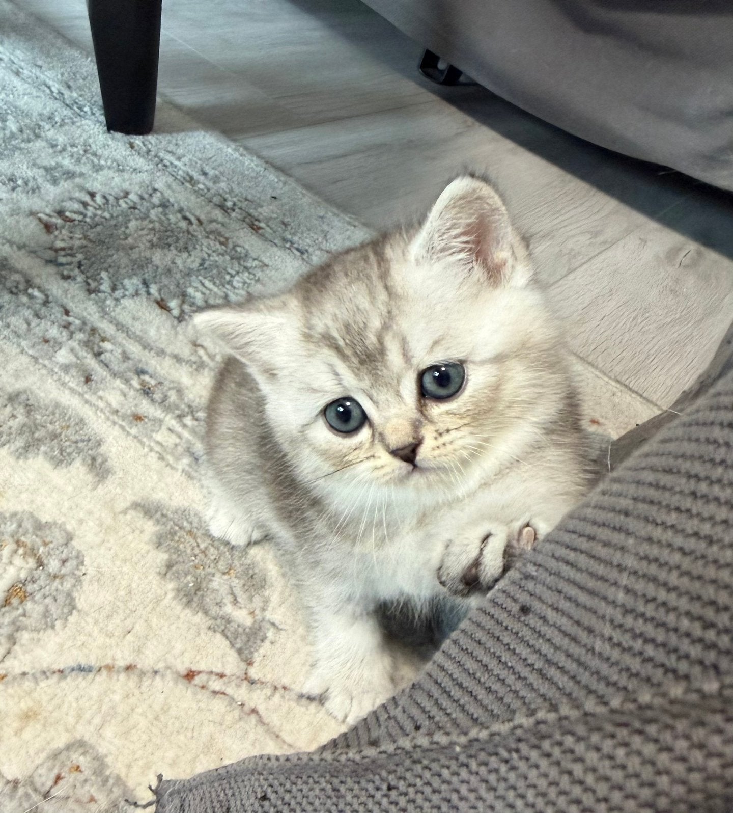 Raszuivere Britse Korthaar Kittens. ( Katers ), Kater, Ontwormd, 0 tot 2 jaar