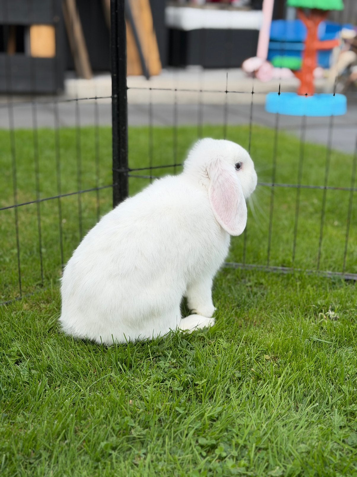 Minilop rammetje, Dieren en Toebehoren, Konijnen, Mannelijk, Dwerg