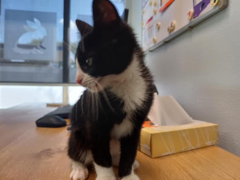 Ik zoek een huisje, Dieren en Toebehoren, Katten en Kittens | Overige Katten, Kater