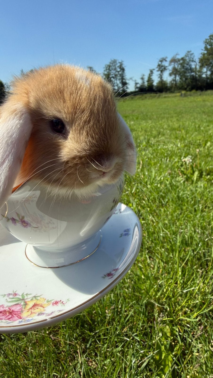 Schatige baby hangoor konijntjes, Dieren en Toebehoren, Konijnen, Meerdere dieren, Dwerg, Hangoor