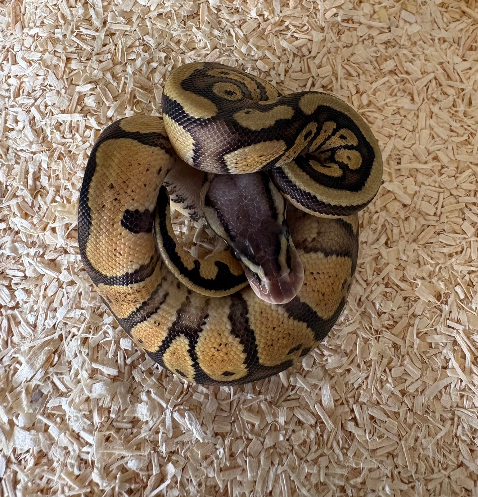 Pastel dh DG Clown vrouw koningspython ballpython, Slang, 0 tot 2 jaar