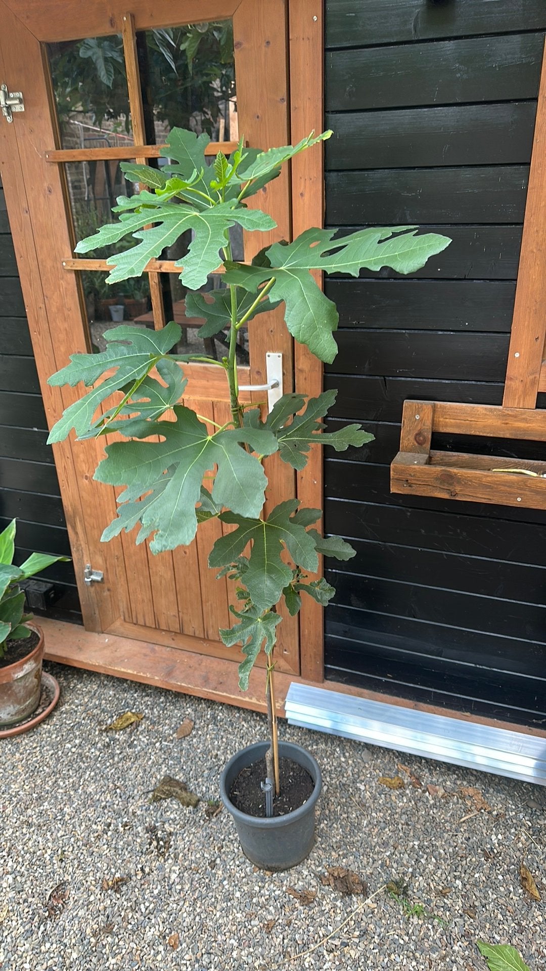 Ficus “Brown Turkey” Vijgenboom, Tuin en Terras, Planten | Fruitbomen, Ophalen, 100 tot 250 cm, In pot, Vijgenboom
