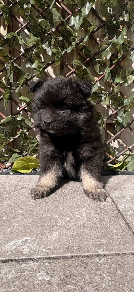 Pomsky pups pomsky x pomeriaan laatste reutje, Dieren en Toebehoren, Honden | Poolhonden, Keeshonden en Oertypen, Overige rassen