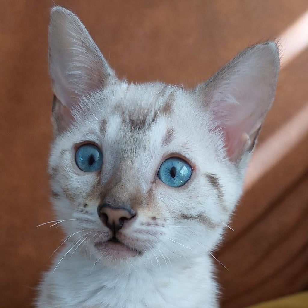 Een prachtig sneeuwbengaal kitten met blauwe ogen., Dieren en Toebehoren, Poes, Met stamboom, 0 tot 2 jaar