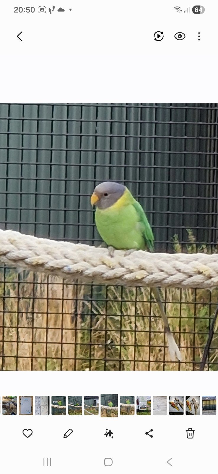 Blauw turq pruimenkop, Dieren en Toebehoren, Vrouwelijk, Parkiet