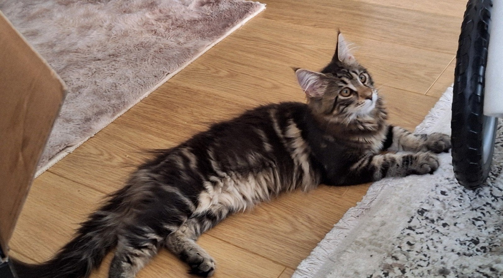 100% maine Coon pubers te koop, Meerdere dieren, Gechipt, 0 tot 2 jaar