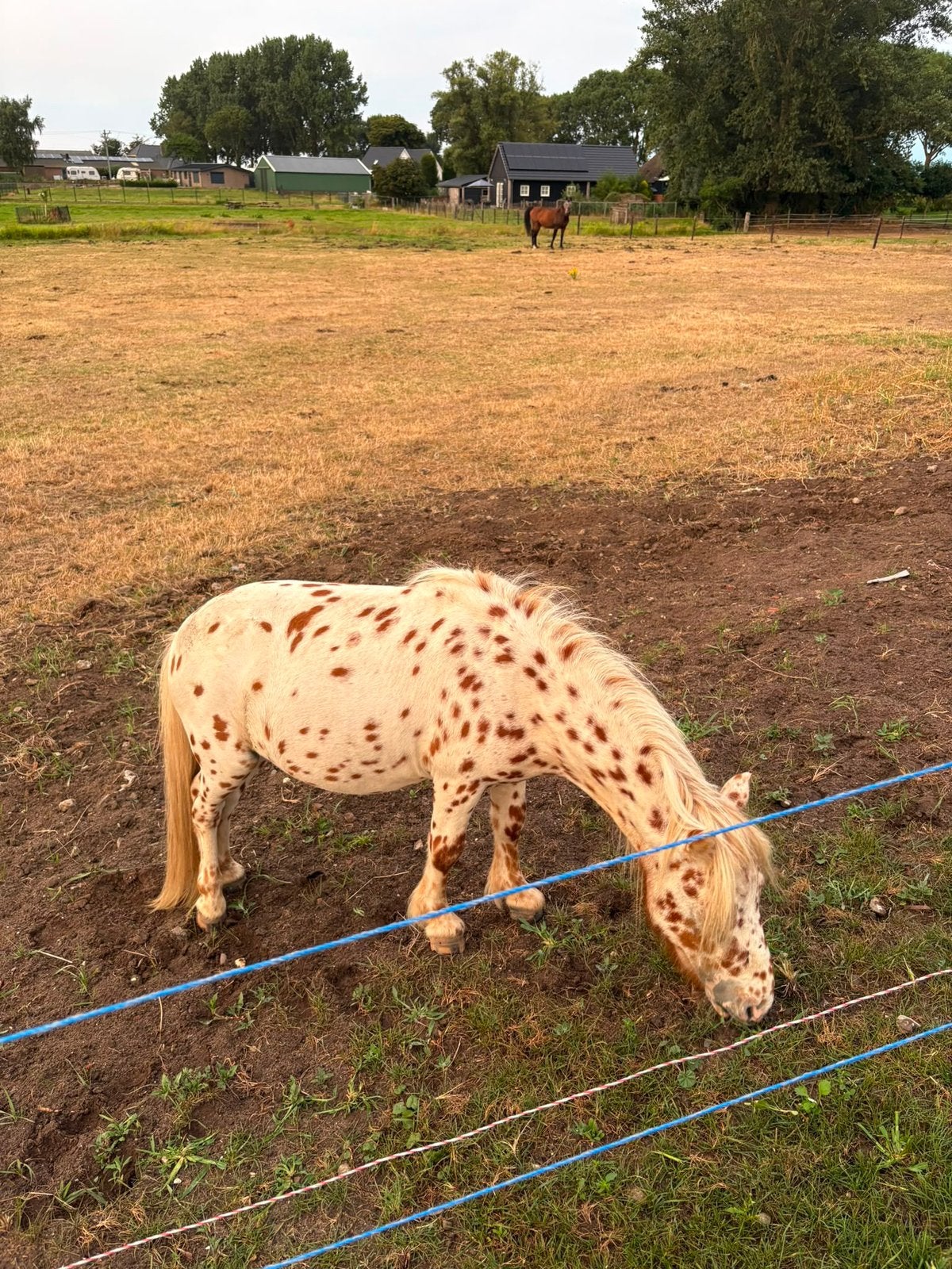 Shetlandpony, Dieren en Toebehoren, Pony's, Hengst, A pony (tot 1.17m), 3 tot 6 jaar