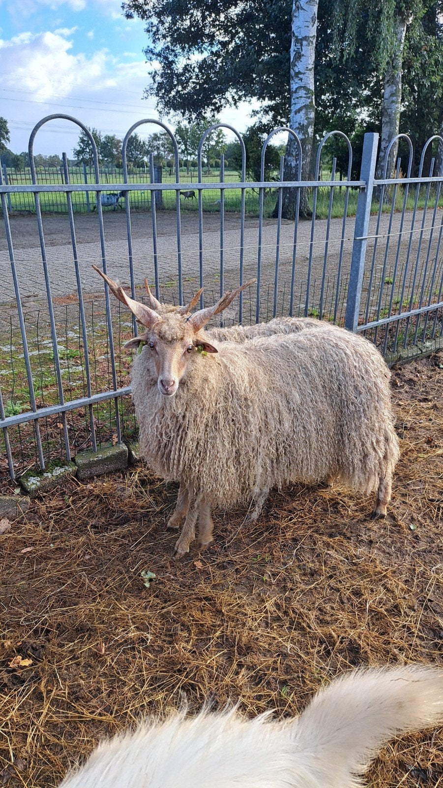 toekomstige dekram Hongaarse Racka, Dieren en Toebehoren, Schapen, Geiten en Varkens, Mannelijk, Schaap, 0 tot 2 jaar