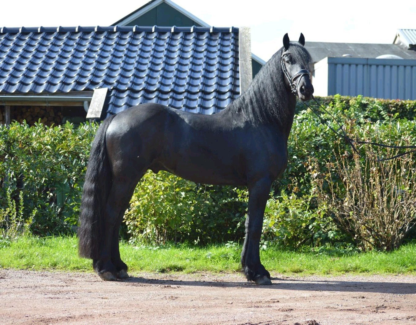 Te koop mooie 3 jarige beleerde friese hengst, Met stamboom, Hengst, 3 tot 6 jaar, 160 tot 165 cm
