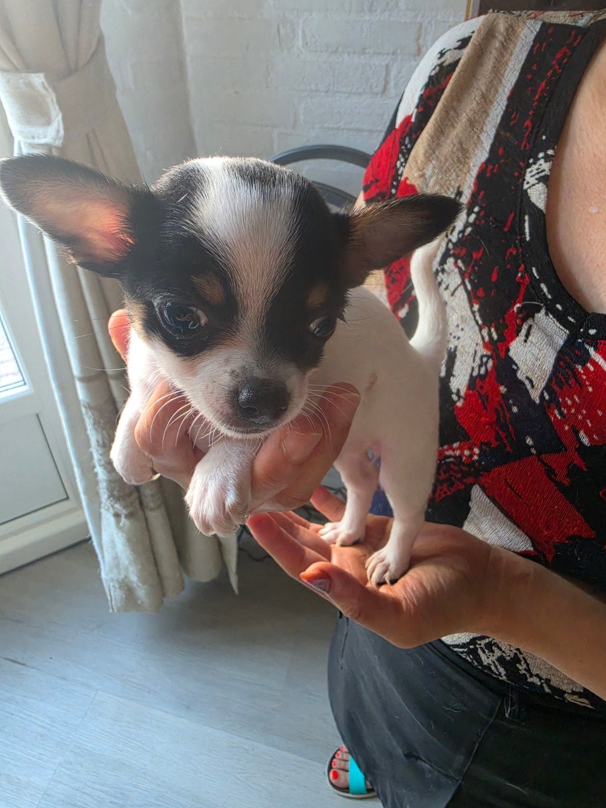 Chihuahua Te Koop, 8 tot 15 weken, Teef, Parvo, Eén hond